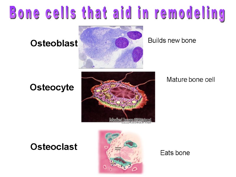 Osteoblast Osteocyte Osteoclast Eats bone Builds new bone Mature bone cell Bone cells that
